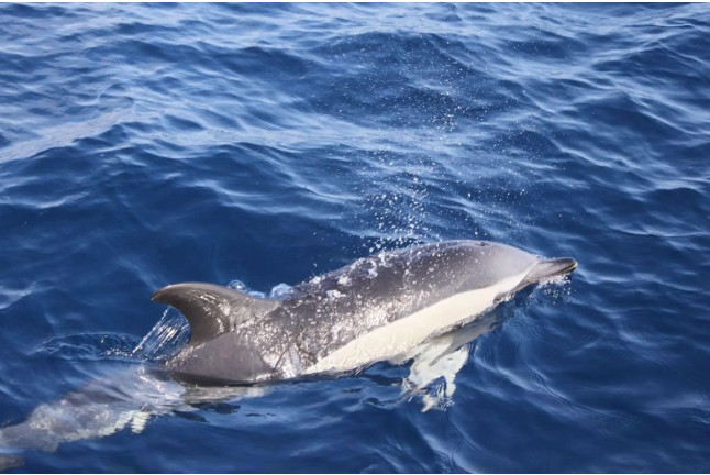 Navegación para ver la Puesta de Sol con Avistamiento de Delfines (Lanzarote)