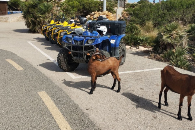 Ruta en Quad (Mallorca)