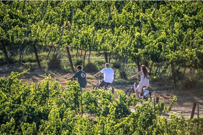 Raimat Sobre Ruedas: Visita a Bodega, Paseo por Raimat Natura en Bicicleta Eléctrica y Degustación de Vinos y Cava (Lleida)