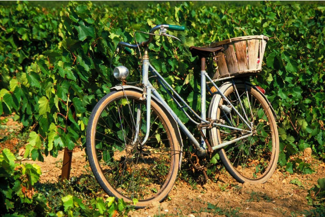 Ruta en Bicicleta y Visita Completa a Bodega con Degustación y Cata de Vinos en Bodega Miquel J. Jané (Barcelona)