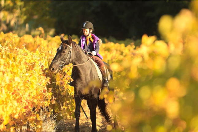 Ruta a Caballo y Visita Completa a Bodega con Degustación y Cata de Vinos en Bodega Miquel J. Jané (Barcelona)