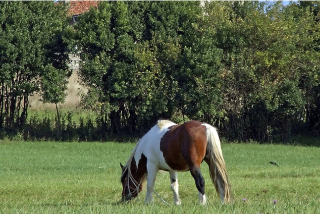 Paseo a Caballo para niños (Chiclana, Cádiz)