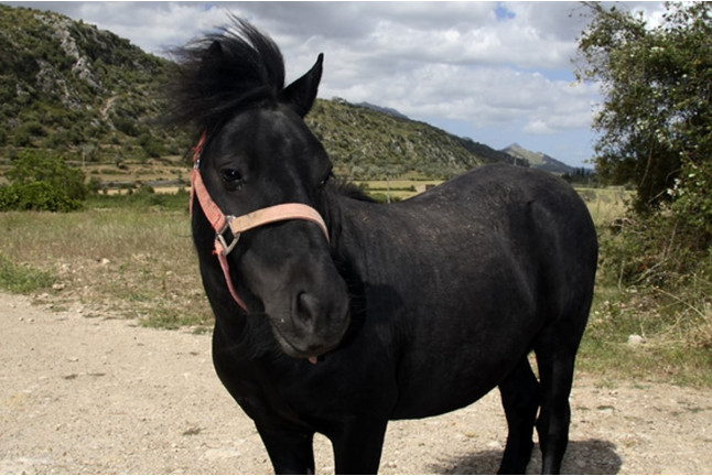 Paseo a Caballo para niños (Chiclana, Cádiz)