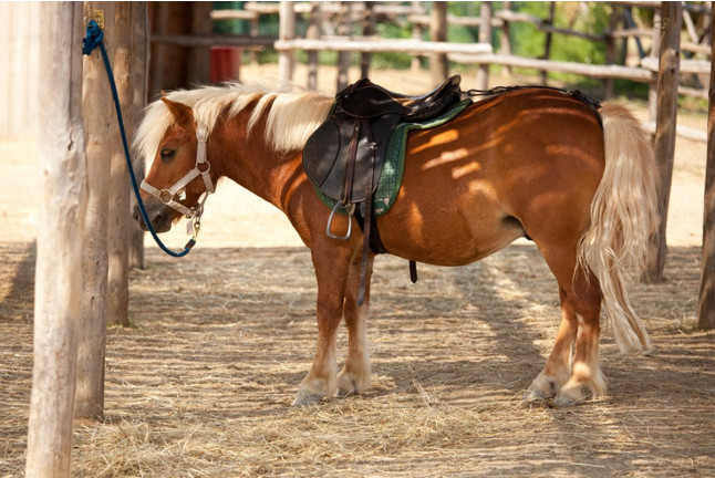 Paseo a Caballo para niños (Chiclana, Cádiz)