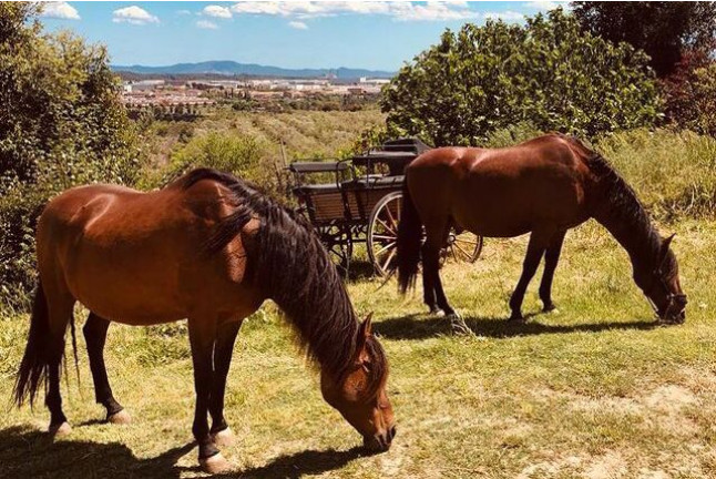 Ruta a Caballo y Visita a la Granja (Castellar del Vallès, Barcelona)