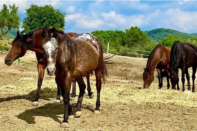 Ruta a Caballo y Visita a la Granja (Castellar del Vallès, Barcelona)
