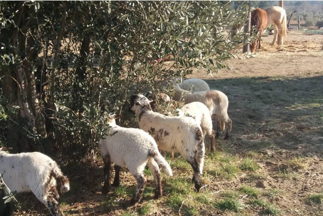 Ruta a Caballo y Visita a la Granja (Castellar del Vallès, Barcelona)