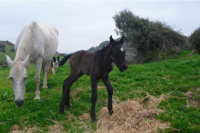 Ruta a Caballo (Menorca)