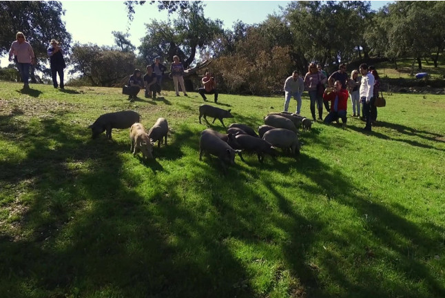 Ruta del Jabugo: Visita Guiada a la Dehesa, los Secaderos y a Bodegas Naturales con Cata de Jamón para dos (Corteconcepción, Huelva) 