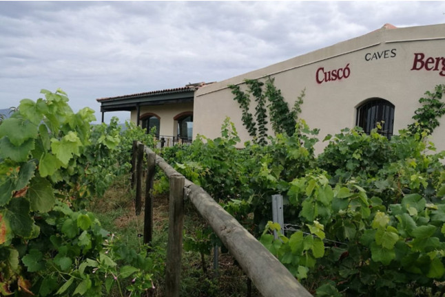 Ruta en Land Rover por las Viñas con Cata de Vino y Aperitivo en Caves Cuscó Berga (Les Gunyoles, Barcelona)