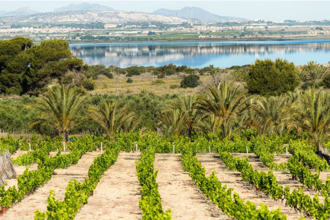 Ruta del Vino: Visita Guiada con Cata de Vinos y Maridaje en Parque Natural de La Mata (Torrevieja, Alicante)