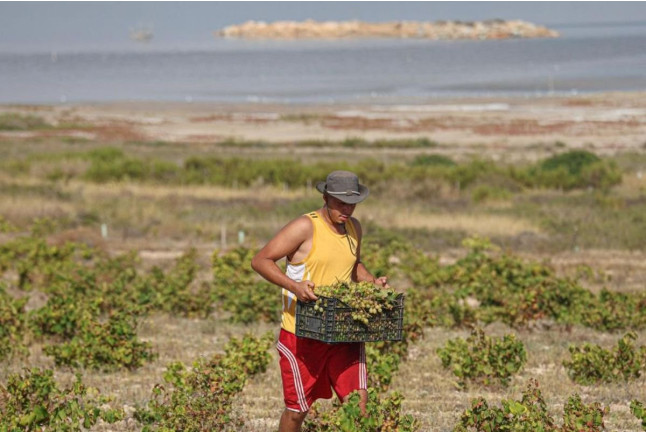 Ruta del Vino: Visita Guiada con Cata de Vinos y Maridaje en Parque Natural de La Mata (Torrevieja, Alicante)