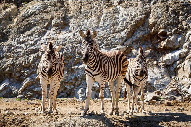 Visita a Safari Serengueti en Selwo Aventura (Málaga)