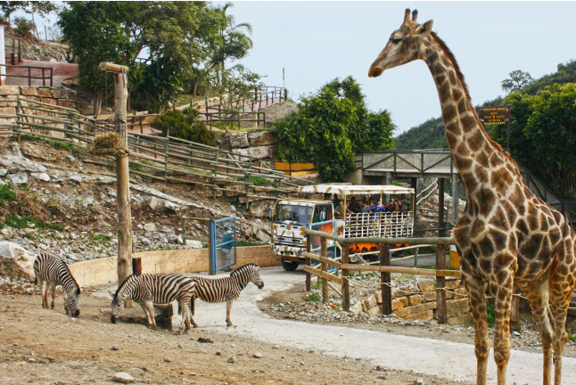 Visita a Safari Serengueti en Selwo Aventura (Málaga)