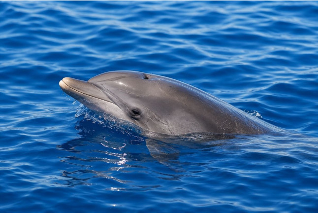 Dolphin & Swim: Salida en Barco con Avistamiento de Cetáceos y Baño (Puerto Rico, Las Palmas)