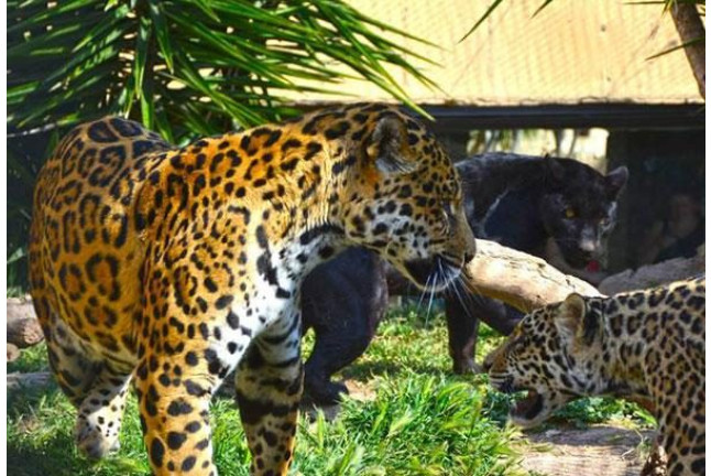 Safari Nocturno en Terra Natura Benidorm (Alicante)
