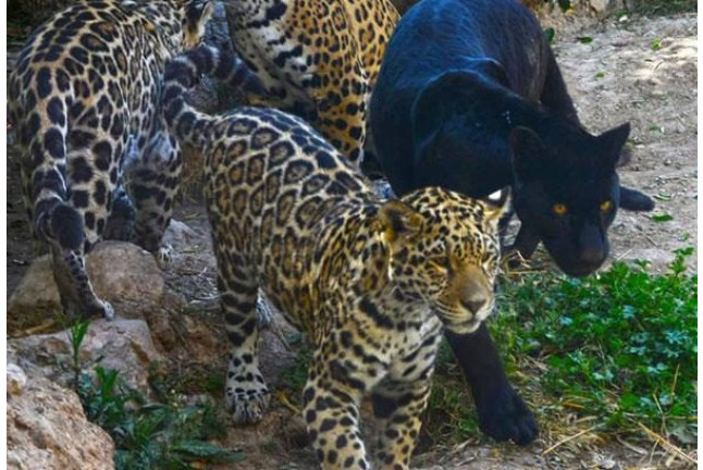 Safari Nocturno en Terra Natura Benidorm (Alicante)