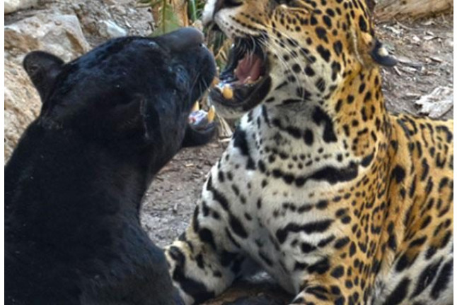 Safari Nocturno en Terra Natura Benidorm (Alicante)