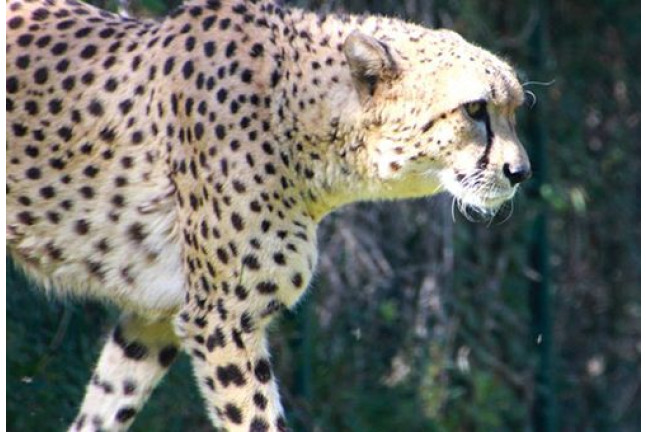 OFERTA: Visita al Safari Serengueti y Entrada a Selwo Aventura (Málaga)