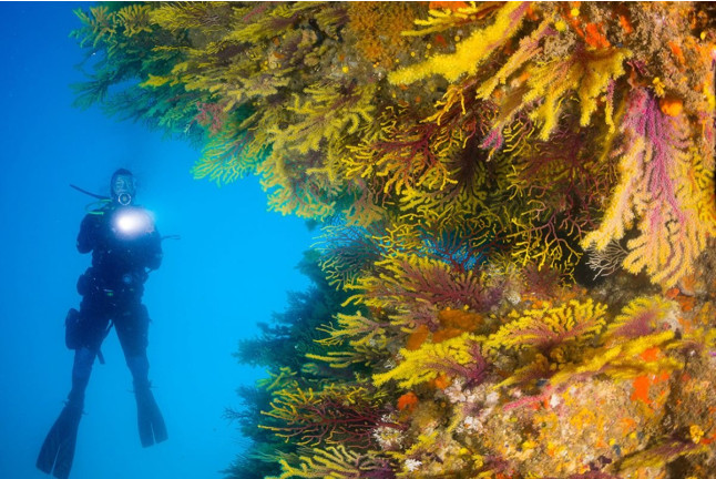 Curso de Buceo Discover Scuba Diving (Calella de Palafrugell, Girona)