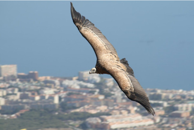 Entrada a Selwo Marina, Selwo Aventura y Teleférico Benalmádena (Málaga)