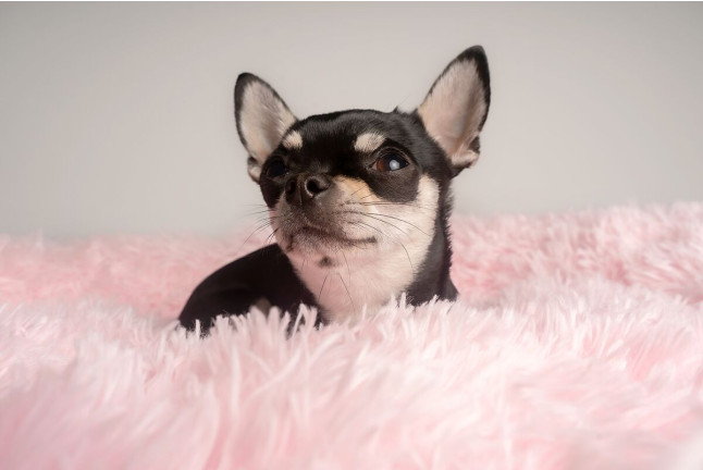 Sesión de Fotos para Mascotas en Pelopicofoto (Málaga)