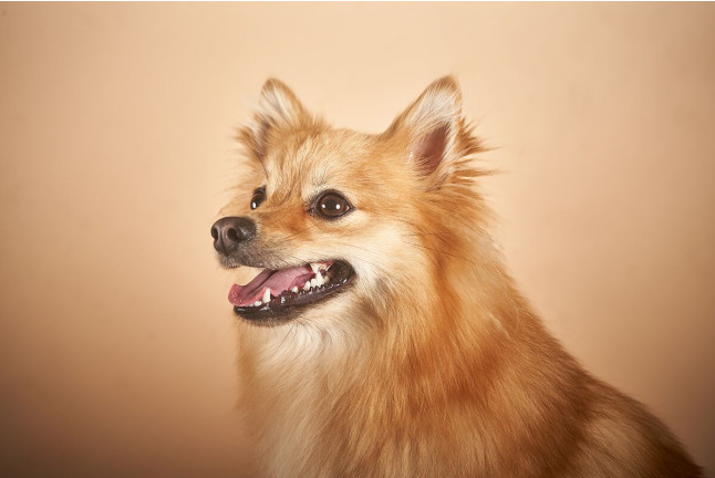 Sesión de Fotos para Mascotas en Pelopicofoto (Málaga)
