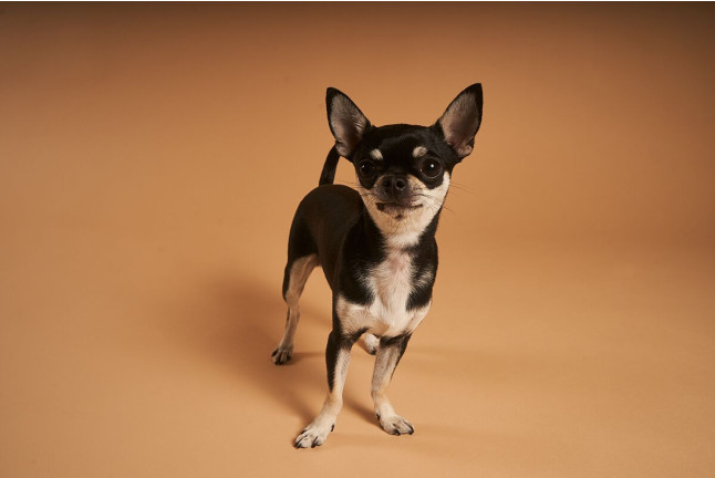 Sesión de Fotos para Mascotas en Pelopicofoto (Málaga)