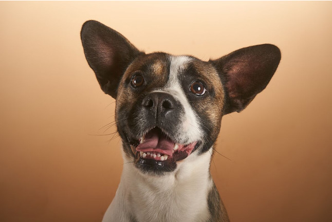 Sesión de Fotos para Mascotas en Pelopicofoto (Málaga)