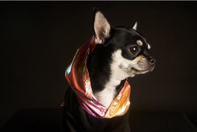 Sesión de Fotos para Mascotas en Pelopicofoto (Málaga)