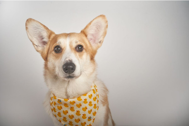 Sesión de Fotos para Mascotas en Pelopicofoto (Málaga)
