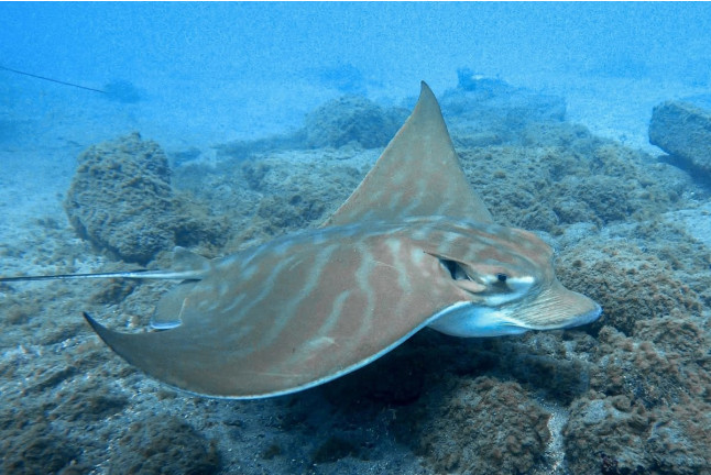 Snorkel desde Barco (Tenerife)