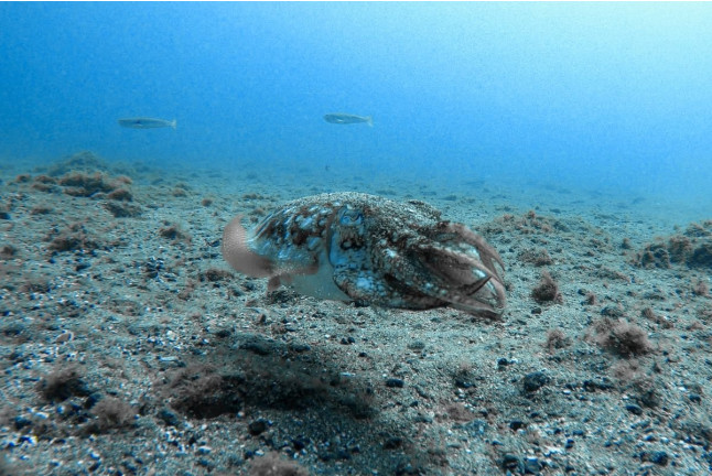 Kayak y Snorkel (Tenerife)