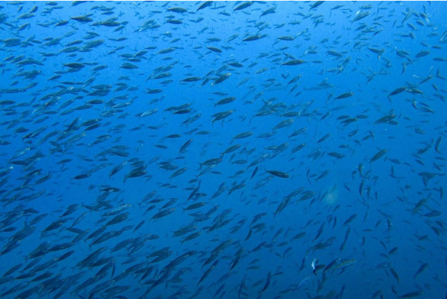 Snorkel desde Barco (Tenerife)