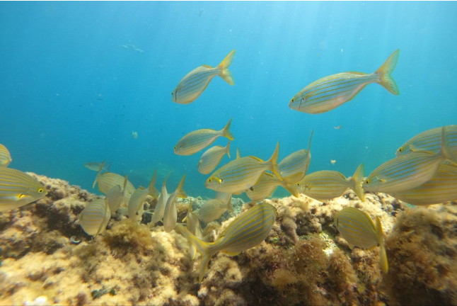 Snorkel desde la Bahía “Les Basetes” con Instructor (Calpe, Alicante)