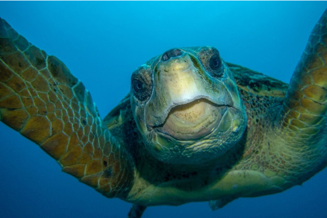 Snorkel Boat Tour en Costa Adeje (Santa Cruz de Tenerife)