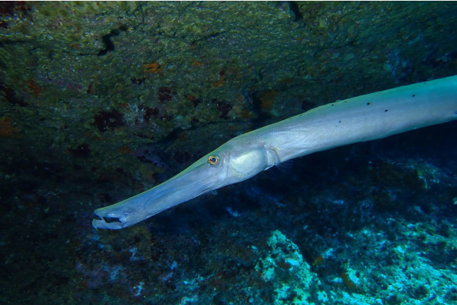 Snorkel Boat Tour en Costa Adeje (Santa Cruz de Tenerife)
