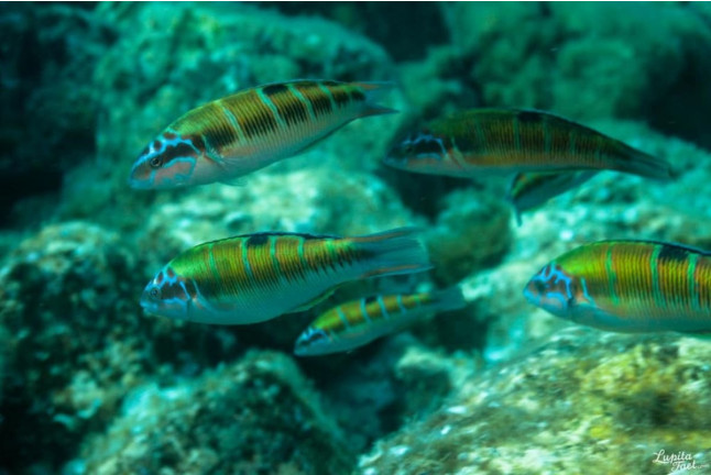 Tour de Snorkel para dos (Lanzarote)