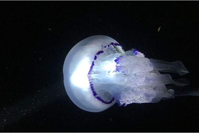 Snorkel Nocturno con Biología Marina, Fotos y Vídeos (Lloret de Mar, Girona)