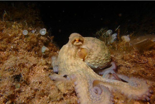 Snorkel Nocturno con Biología Marina, Fotos y Vídeos (Lloret de Mar, Girona)