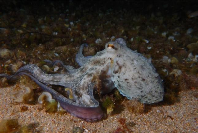 Snorkel Nocturno con Biología Marina, Fotos y Vídeos (Lloret de Mar, Girona)