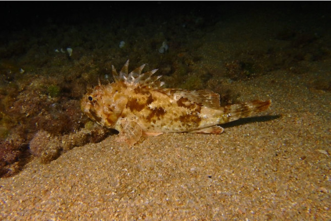 Snorkel Nocturno con Biología Marina, Fotos y Vídeos (Lloret de Mar, Girona)