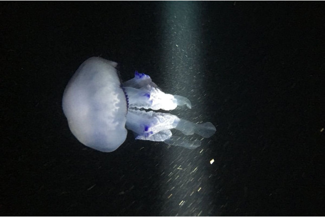 Snorkel Nocturno con Biología Marina, Fotos y Vídeos (Lloret de Mar, Girona)