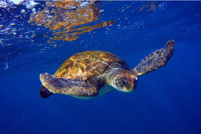 Ruta de Snorkeling en Bahía volcánica en Las Galletas (Tenerife)