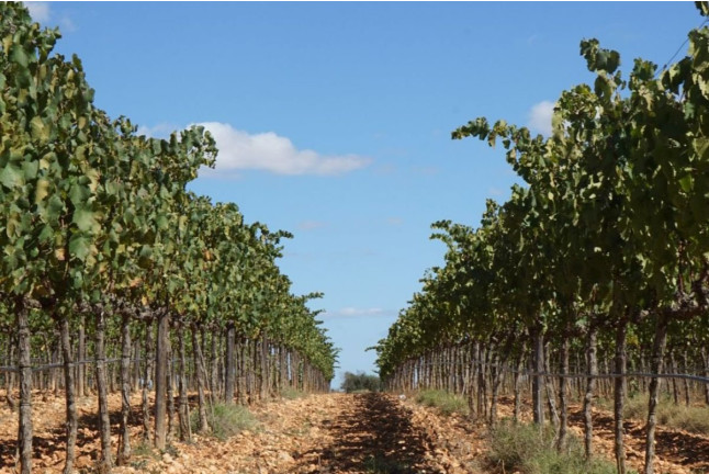 Cata de Vino con Picada de Producto Mallorquín en Bodega SON PRIM (Sencelles, Mallorca)