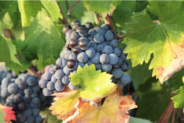 Circuito Spa, Menú Degustación en Hospes Amérigo 5* y Visita a Bodega Las Virtudes con Cata de Vinos y Aceites con Aperitivo para dos (Alicante)