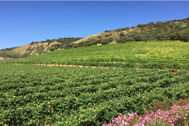 Circuito Spa en Hotel Catalonia Ronda 4* y Visita a Bodegas Morosanto con Cata Guiada para dos (Málaga)