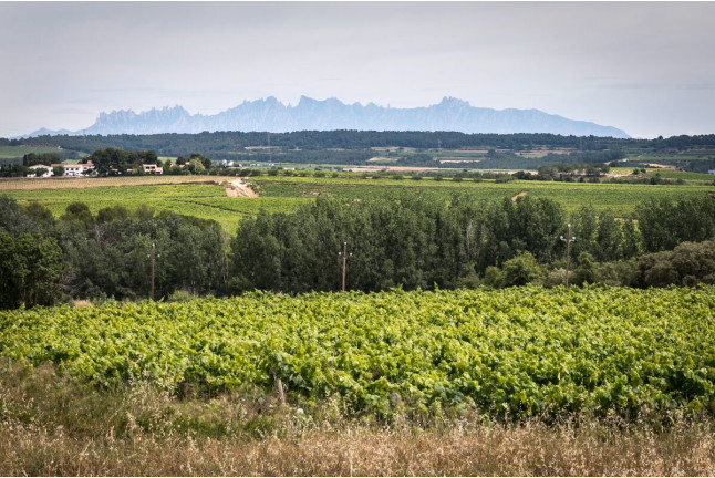 Visita a la Bodega Giró Ribot con Degustación y Circuito Spa para dos en Hotel MiM Sitges 4* (Barcelona)