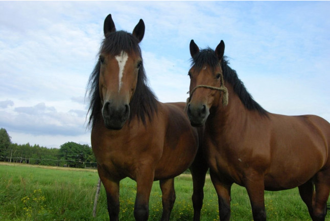 Paseo a Caballo por el Montseny con Circuito Spa y Comida en Hotel Balneario Blancafort 4* para dos (Barcelona)