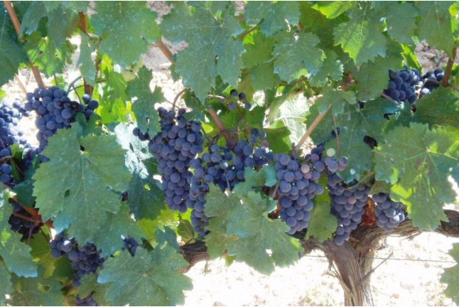 Circuito Spa en Balneario Vichy Catalan y Visita Guiada por Bodega Baronia de Vilademuls con Cata de Vinos para dos (Girona)